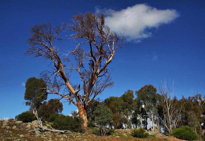 tree snagging clouds.jpg